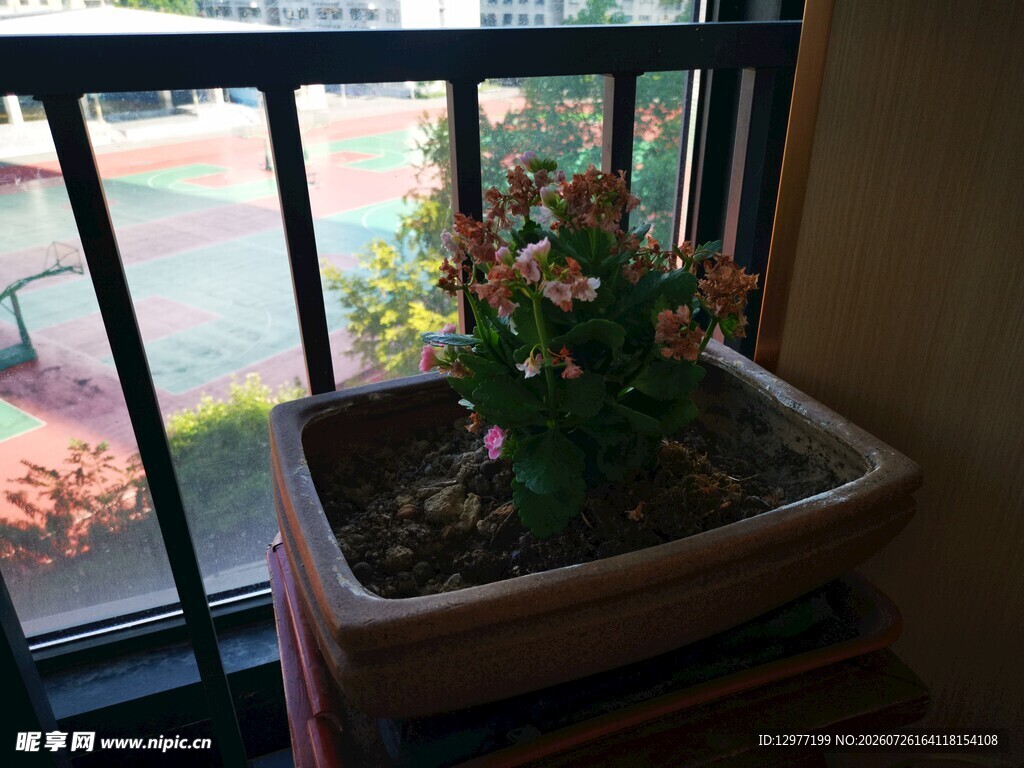 窗边花盆中的多彩花卉