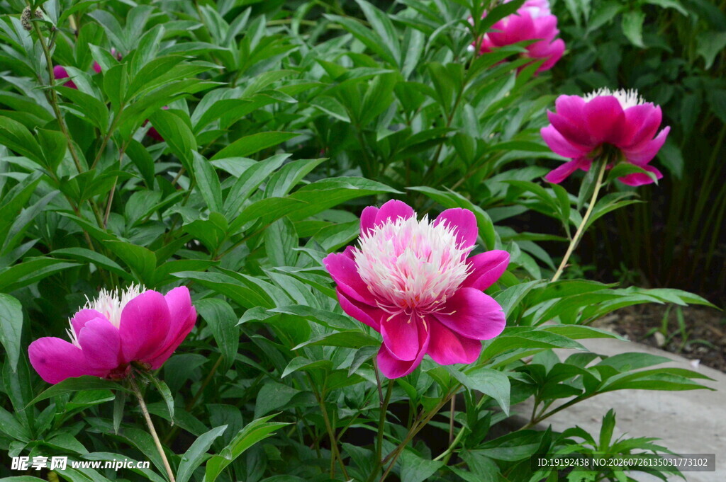芍药花 
