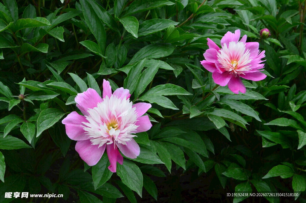 芍药花 