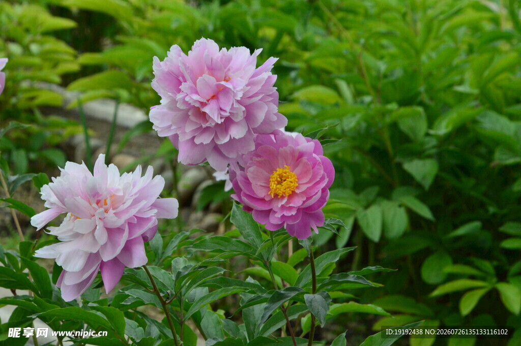 芍药花  