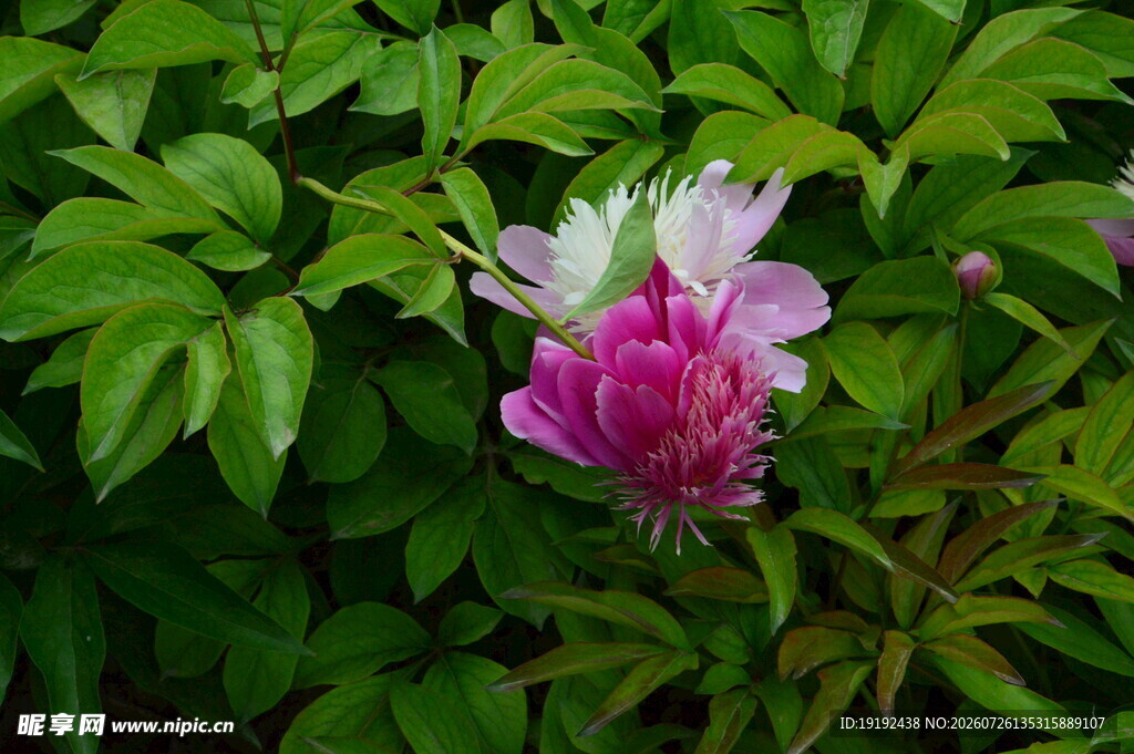 芍药花 