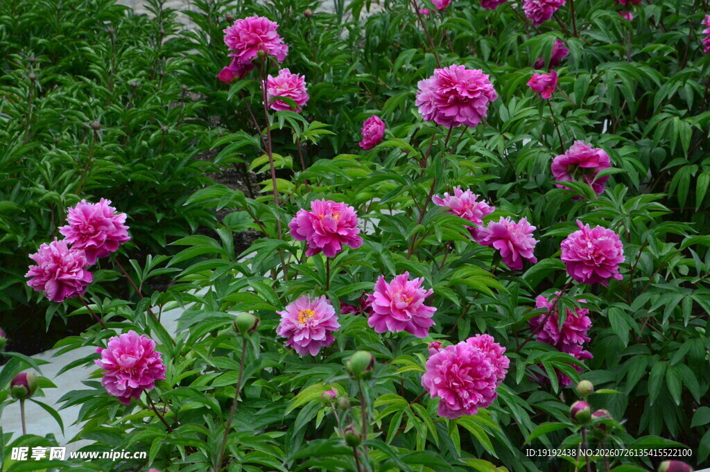 芍药花 