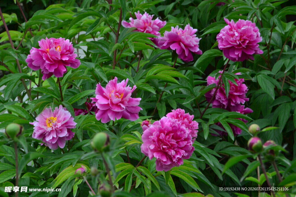 芍药花  
