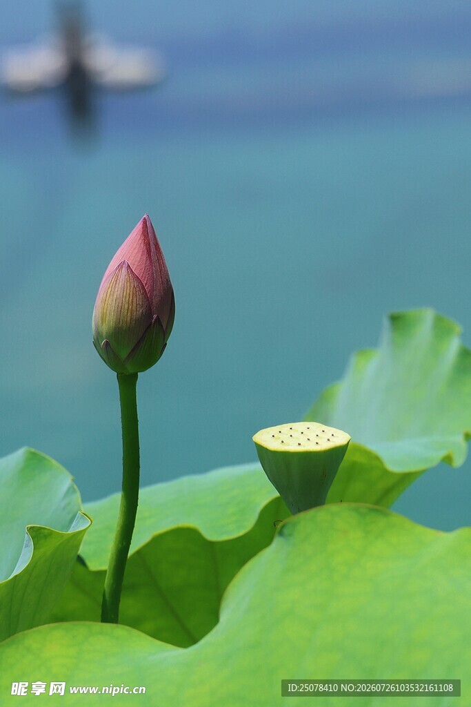 荷花苞