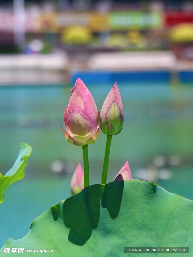 两朵荷花苞