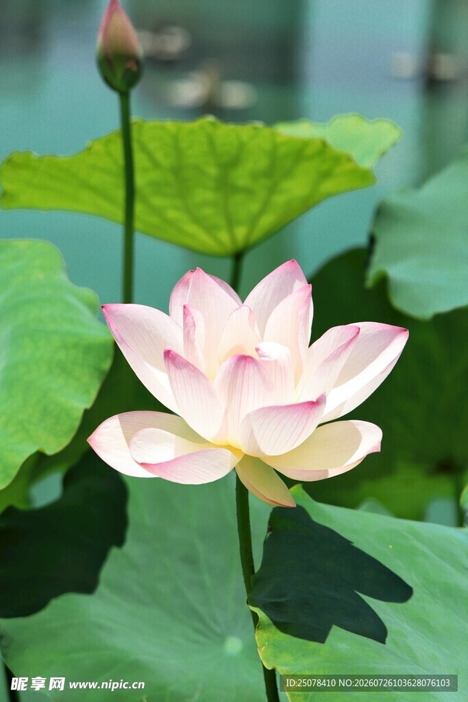 白色荷花