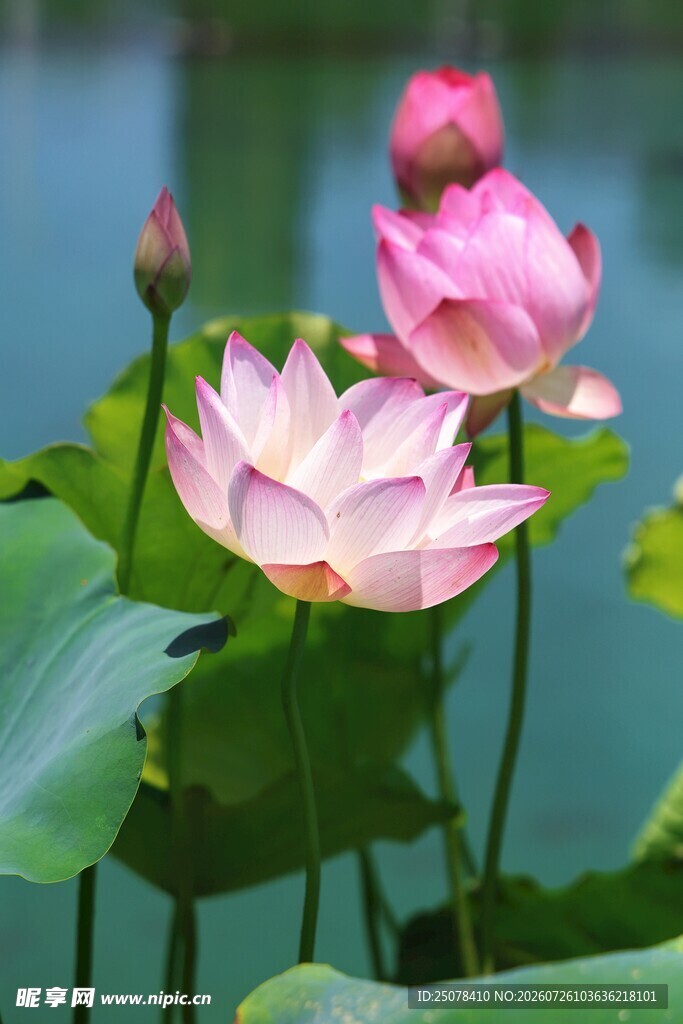 荷花