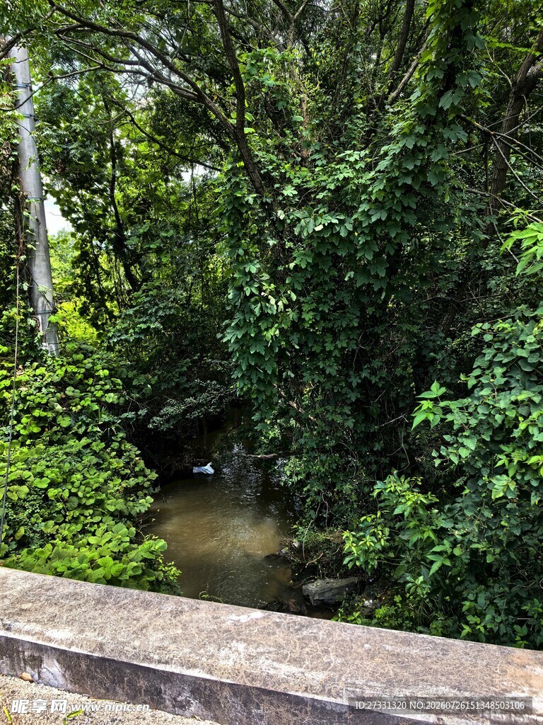 溪边繁茂绿植景观