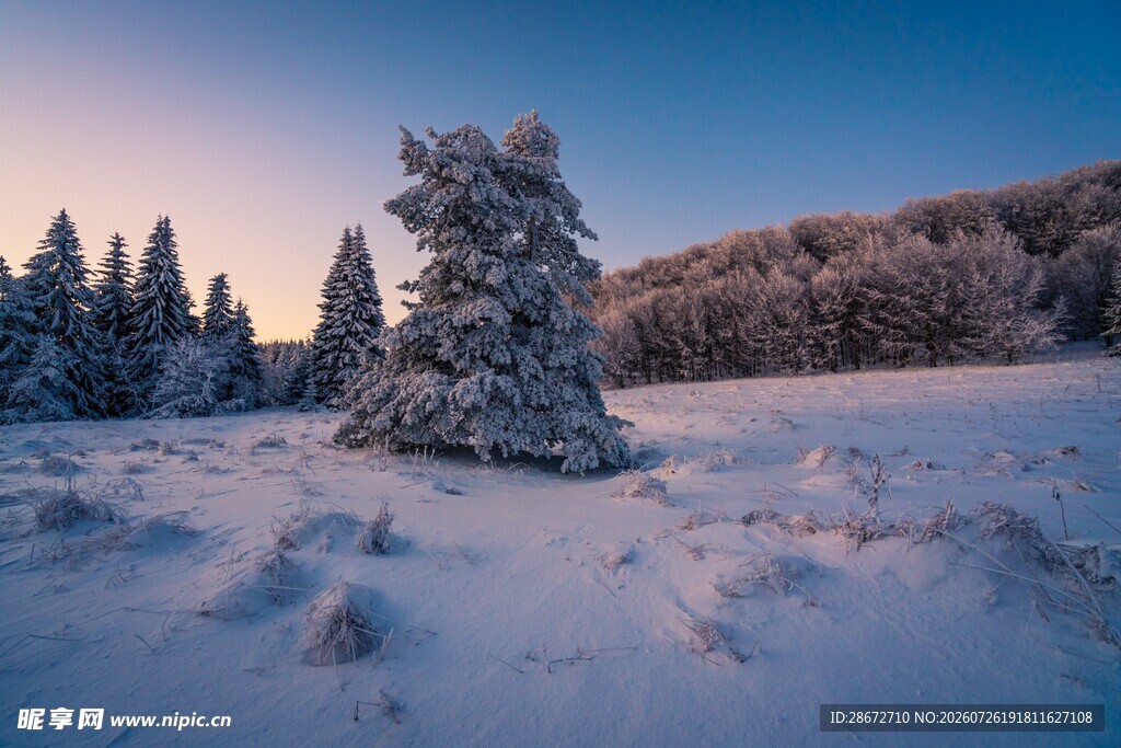 冬日雪景中的孤树