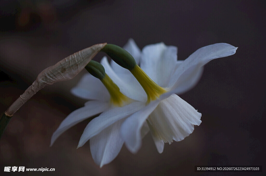 素雅水仙花特写