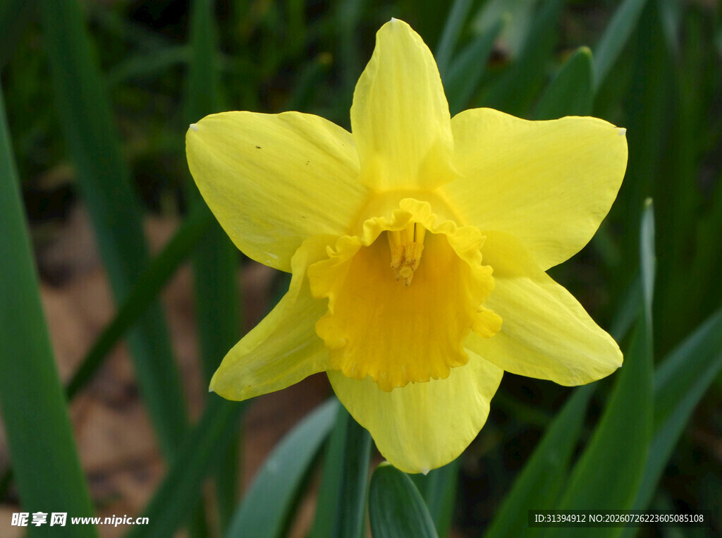 黄色水仙花特写