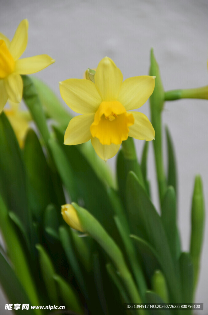 绽放的黄色水仙花