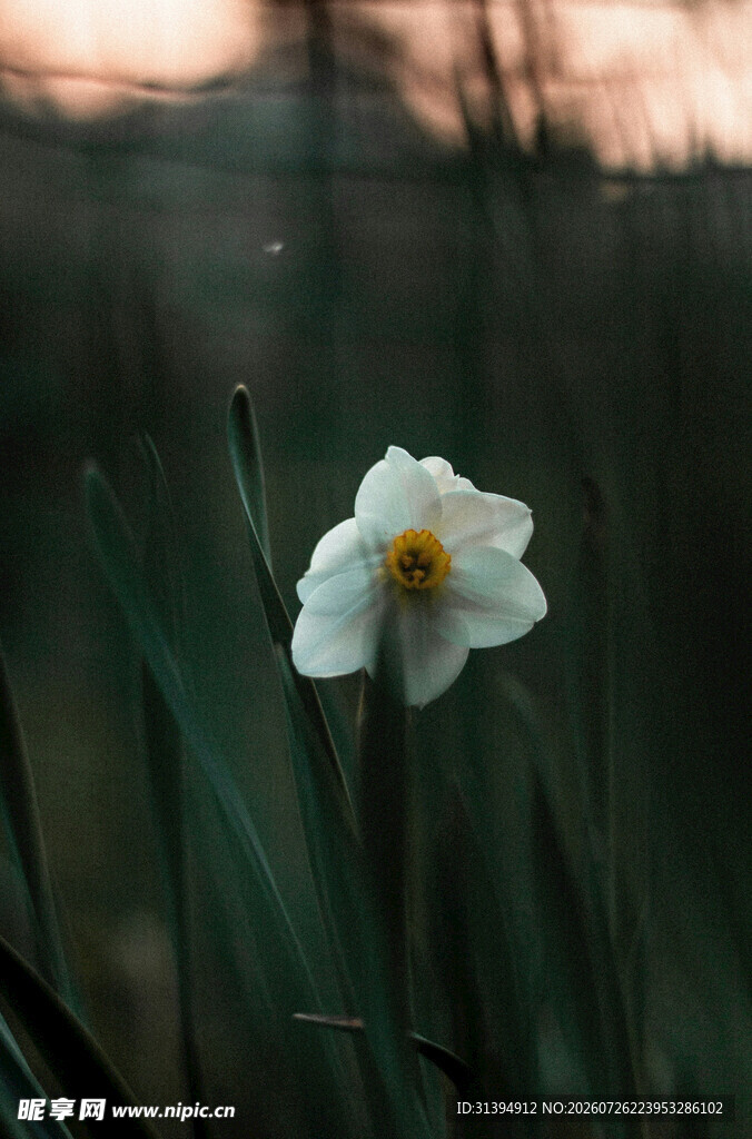 夕阳下的单朵白色水仙花