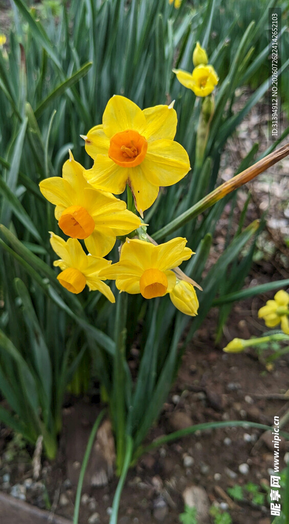 绽放的黄色水仙花
