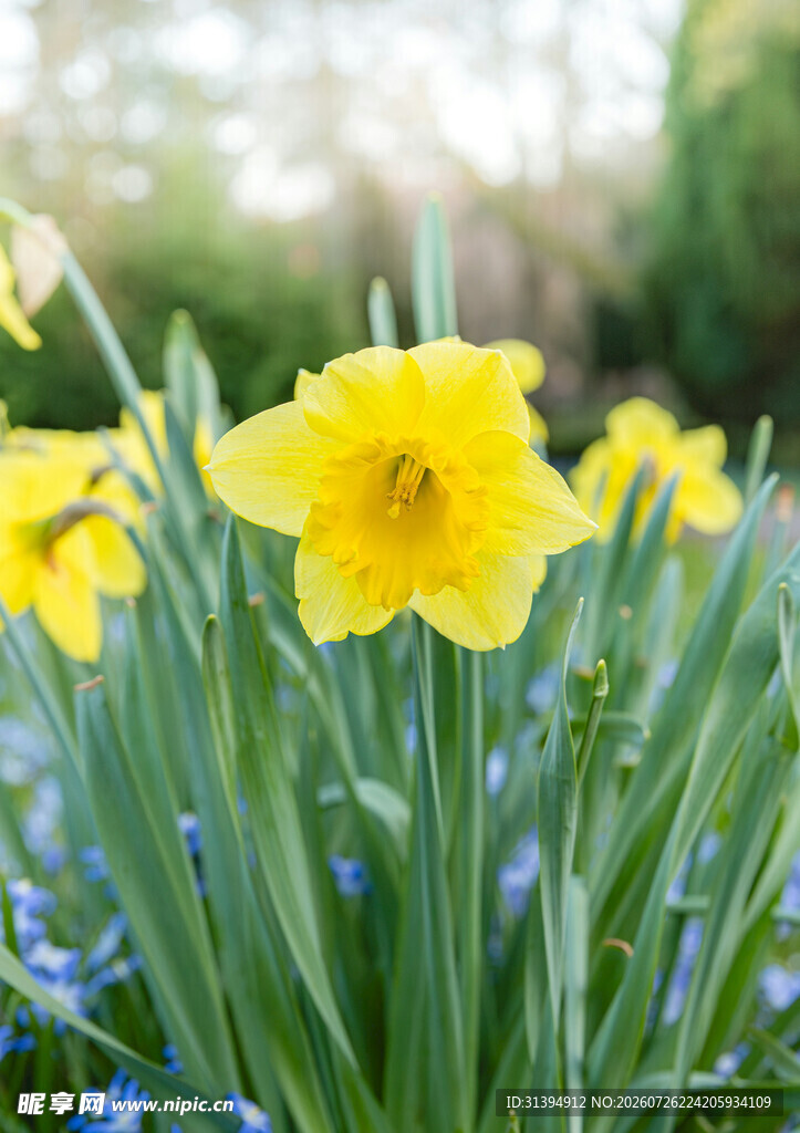 春日绽放的黄色水仙花朵