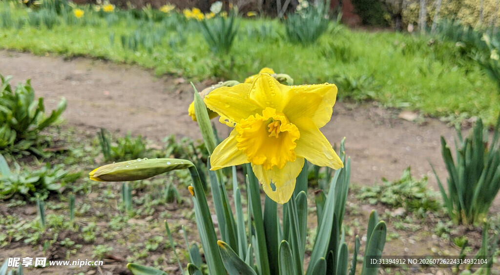 黄色水仙绽放于绿地