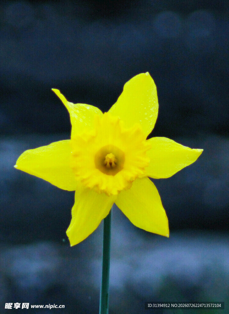 黄色单朵水仙花特写
