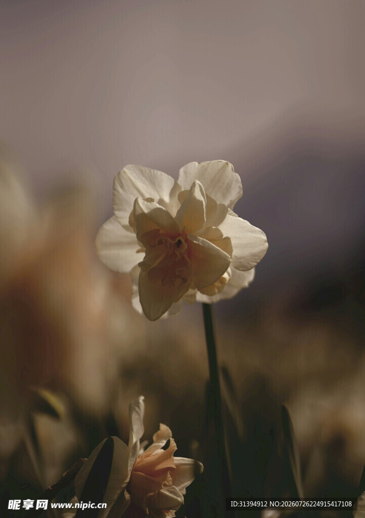 阳光下绽放的美丽水仙花
