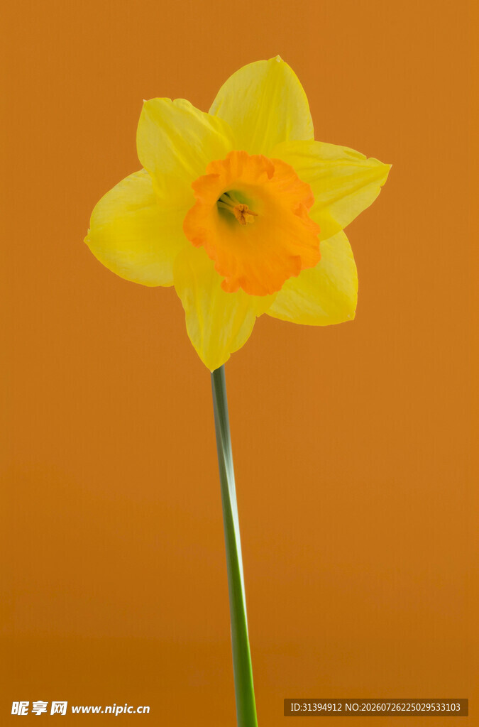 黄色单朵水仙花特写
