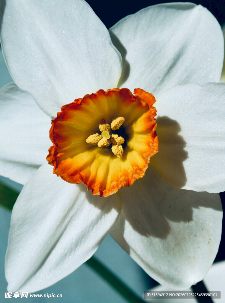 橙芯白水仙特写