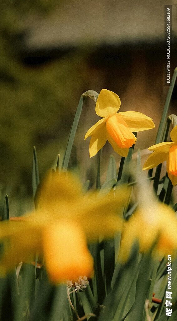 绽放的黄色水仙花