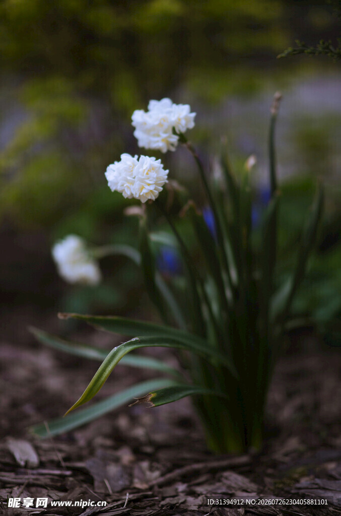 白色小花绽放于泥土间