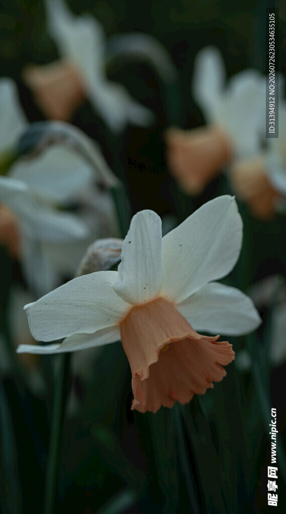 清新淡雅水仙花绽放