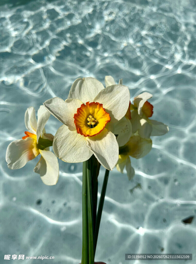 水中绽放的美丽水仙花