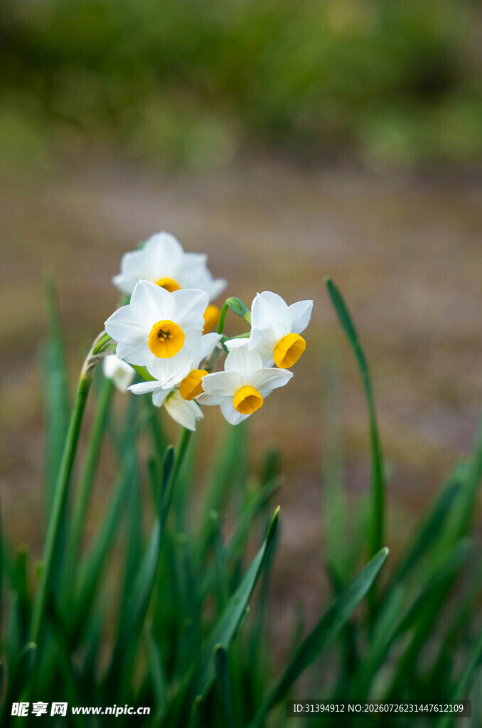 绽放的白色水仙花