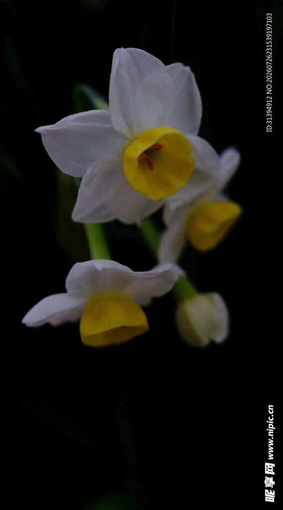 清新淡雅水仙花绽放