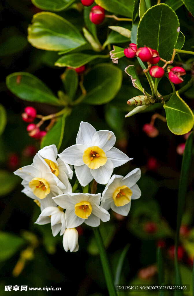 白色小花绽放绿叶间
