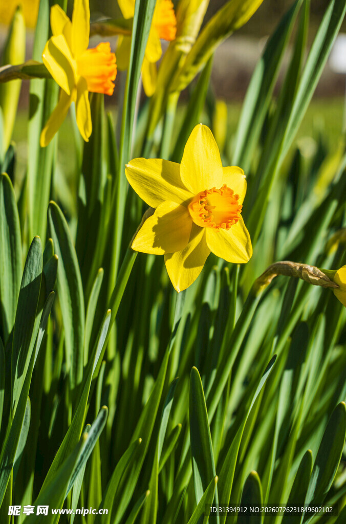 绽放的黄色水仙花