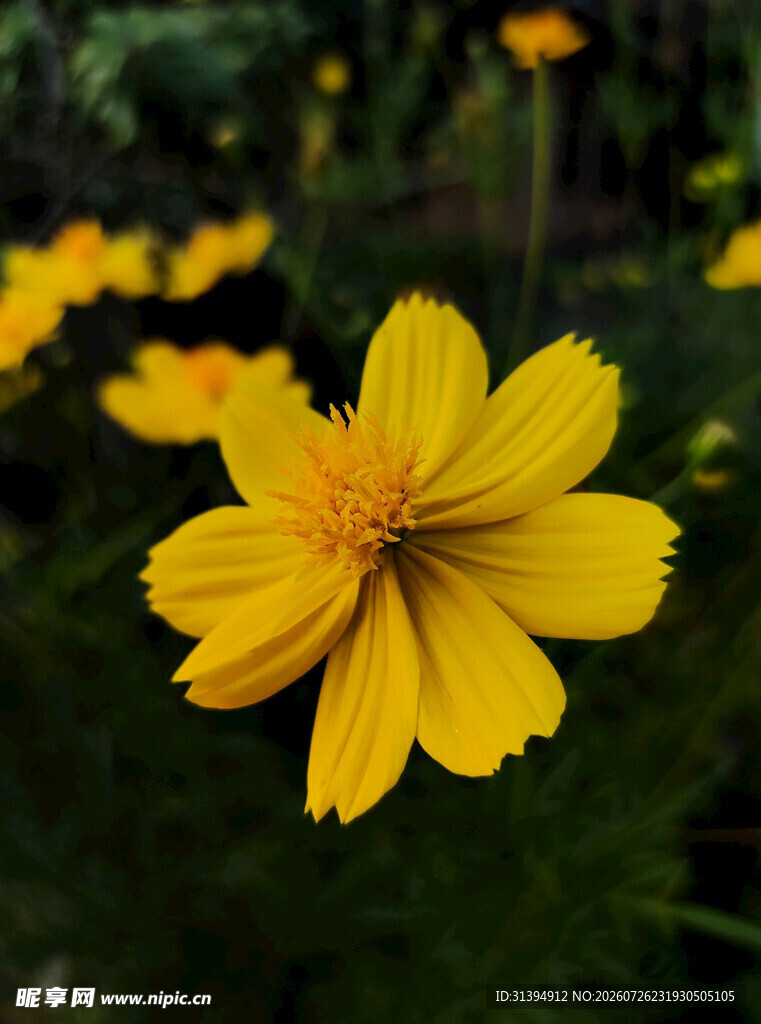 黄色小花特写