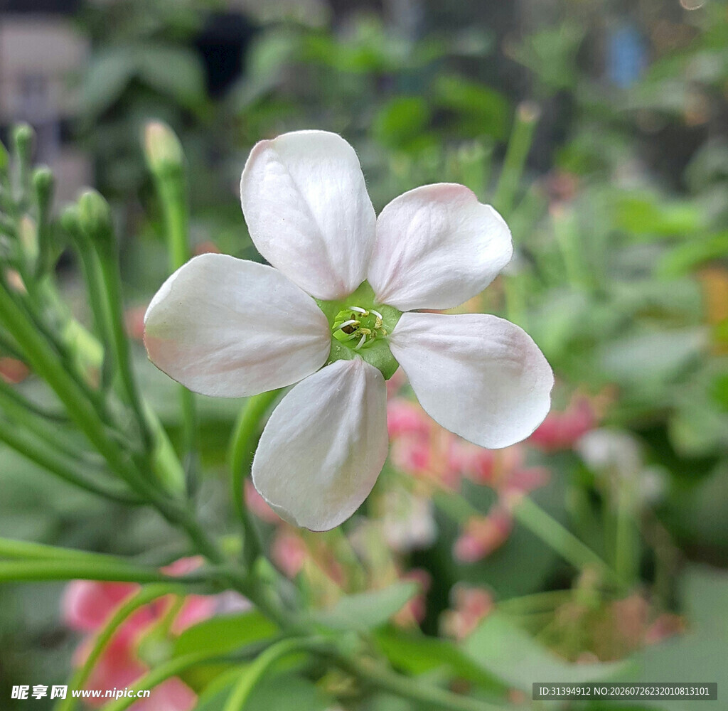 白色小花绽放于绿植间