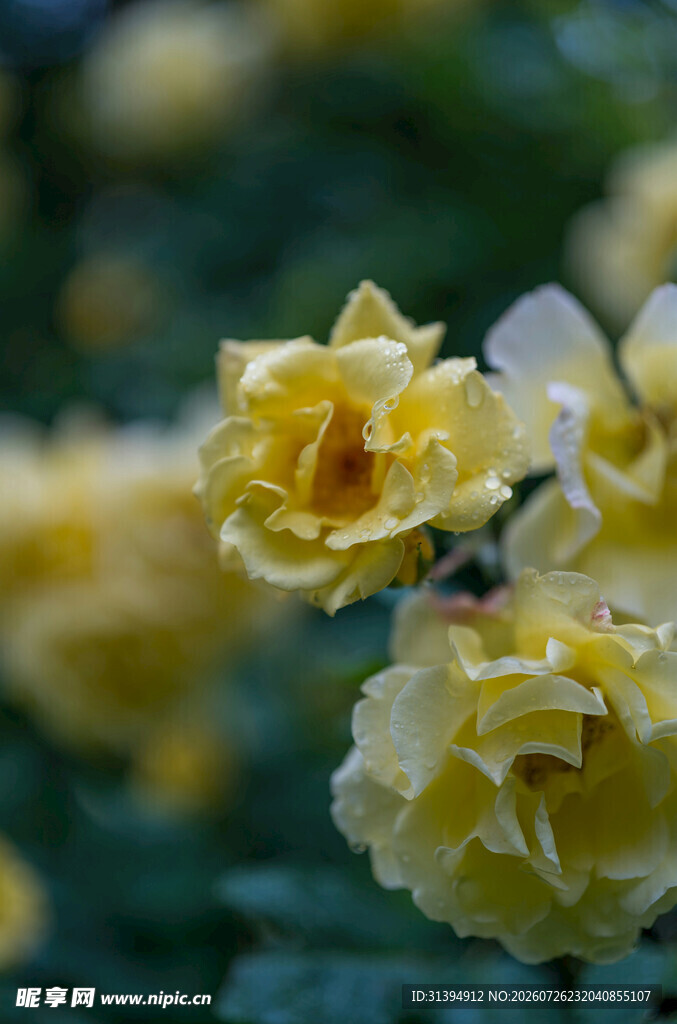 黄玫瑰绽放