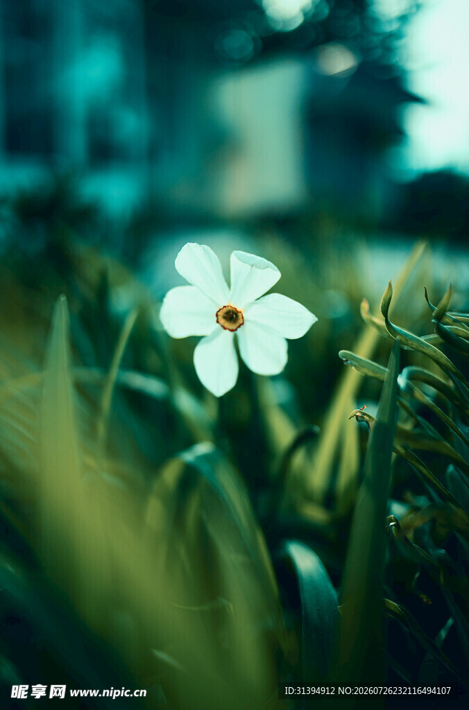 独绽绿草间的素雅小白花