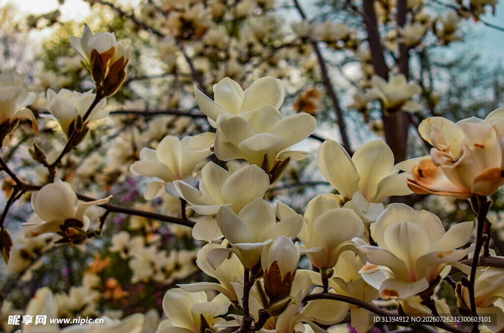 春日绽放的淡黄花朵