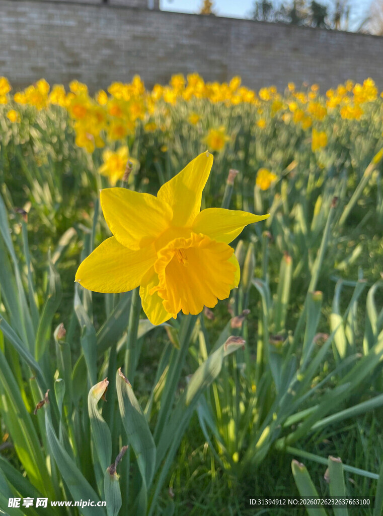 绽放的黄色水仙花