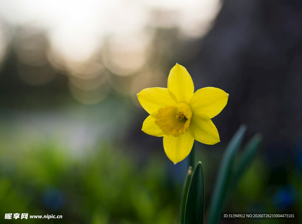 绽放的黄色水仙花