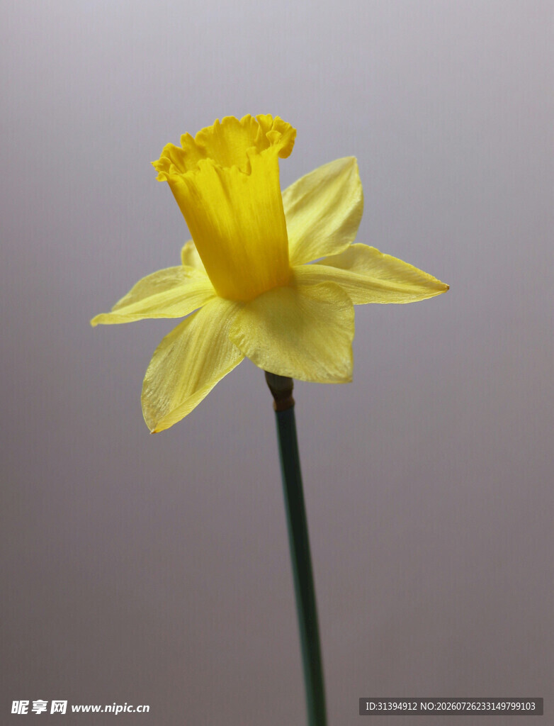 黄色水仙花特写
