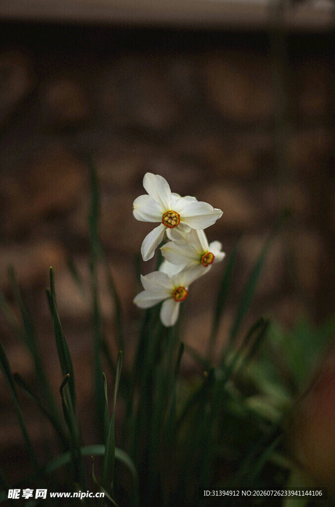 绽放的白色水仙花