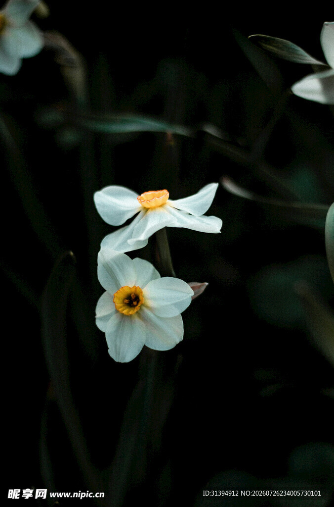 白色花朵特写