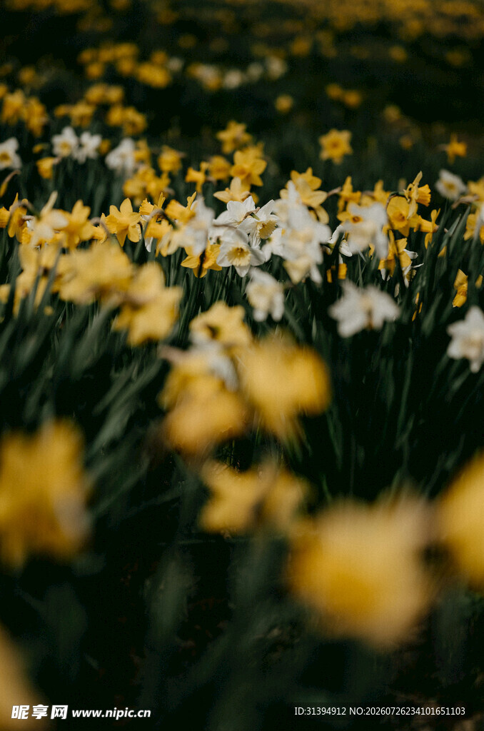 春日烂漫花海