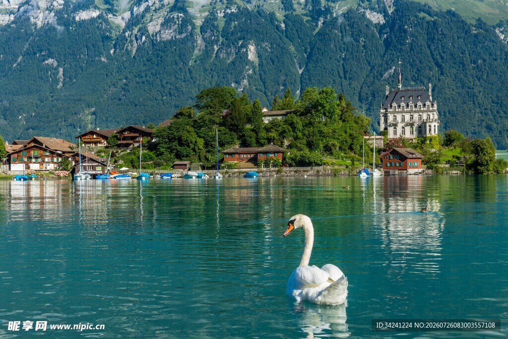 湖畔天鹅与山水美景