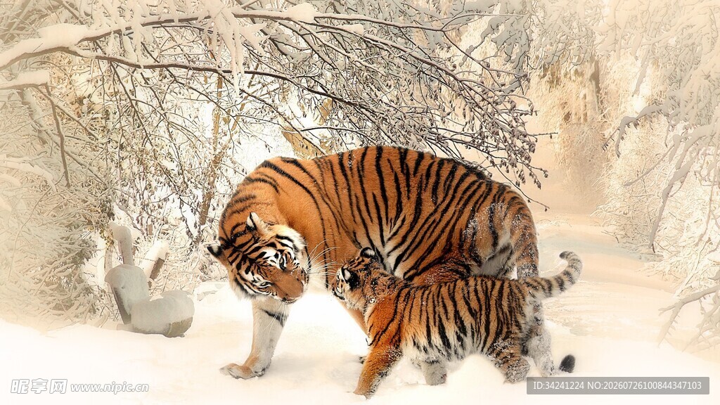山林间的斑斓猛虎