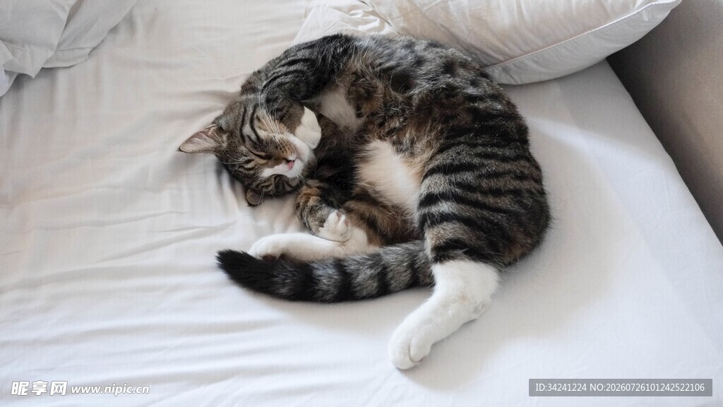 蜷卧沙发的可爱条纹猫咪