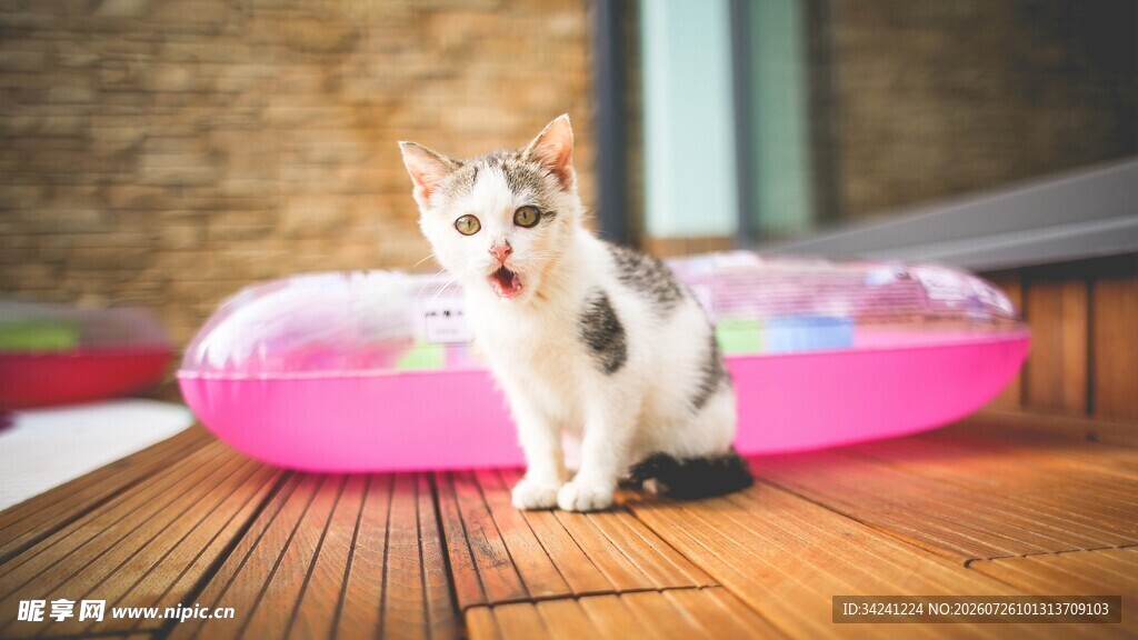 可爱小猫坐于粉色猫窝前