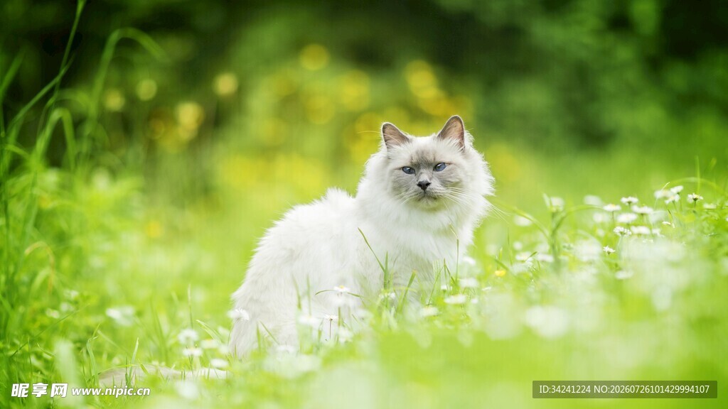 草地上的可爱白毛猫咪