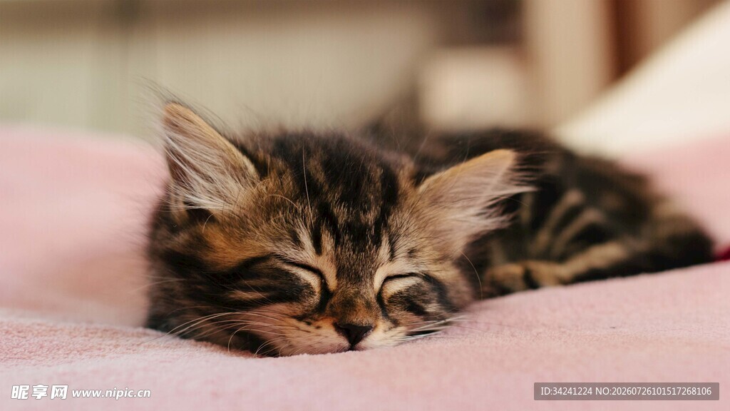 趴着的可爱小猫咪