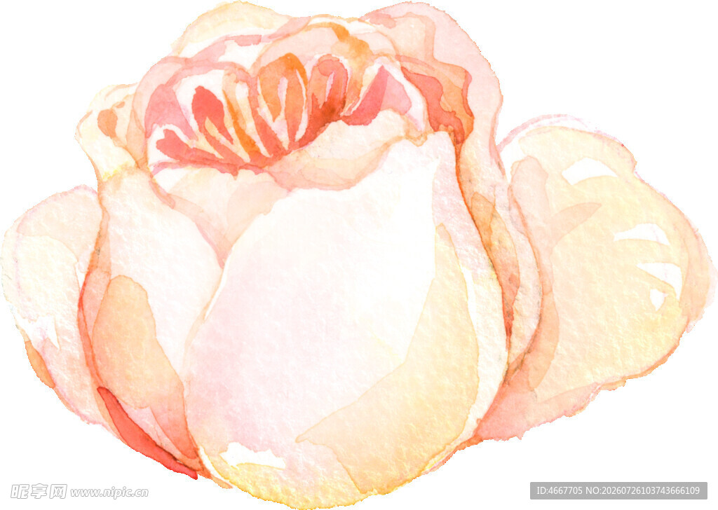 水彩粉色玫瑰花插画